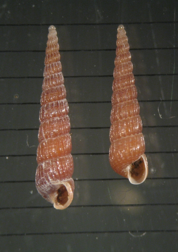 pyramidellidae ?